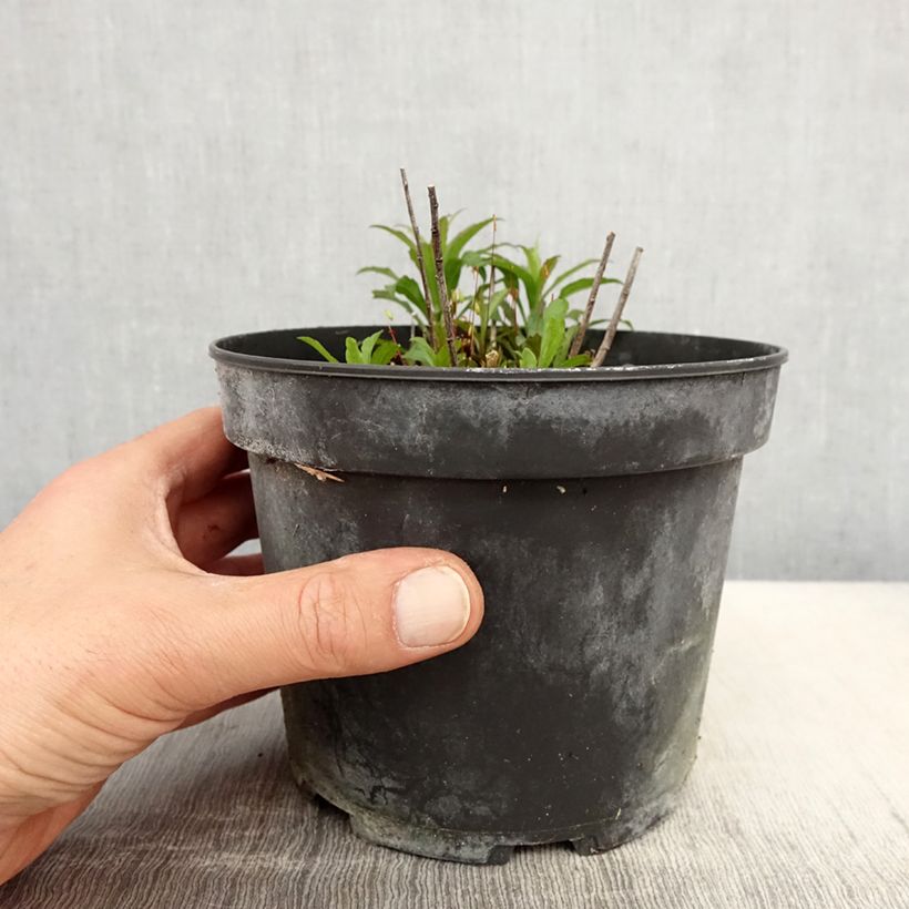 Example of Solidago Gold King - Verge d'or Pot de 2L/3L as you get in printemps