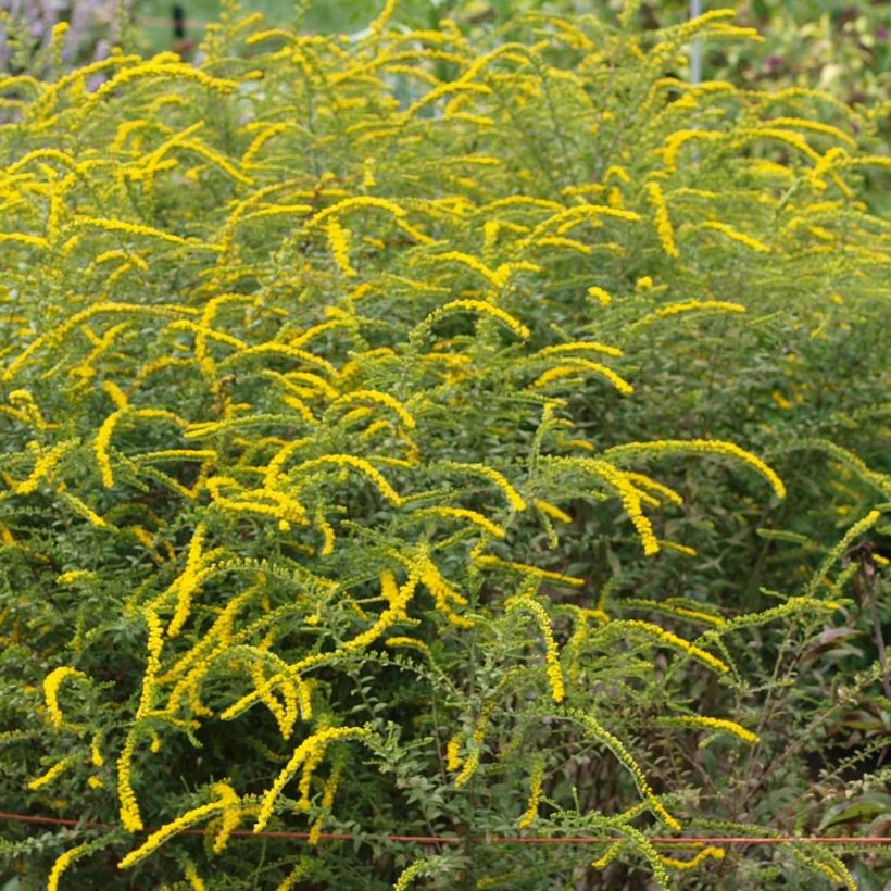 Solidago rugosa Fireworks - Verge d'or (Flowering)