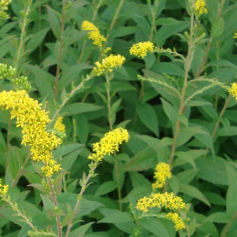 Solidago rugosa Fireworks - Verge d'or (Foliage)