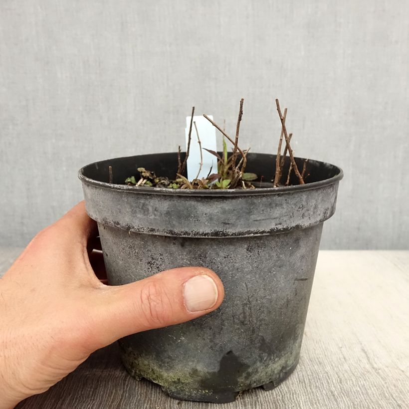 Example of Solidago rugosa - Verge d'or rugueuse Pot de 2L/3L as you get in printemps