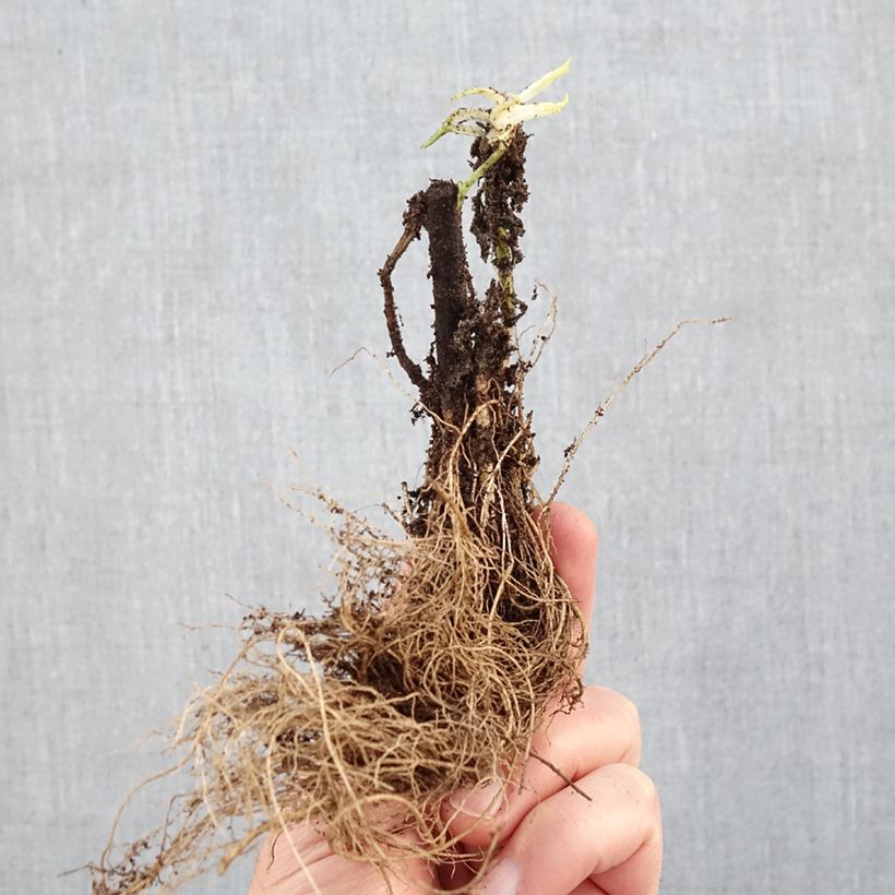Spécimen de Solidago Strahlenkrone - Verge d'or Strahlenkrone Racines nues tel que livré en hiver
