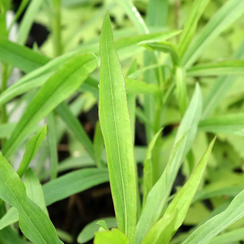 Solidaster luteus Lemore (Foliage)