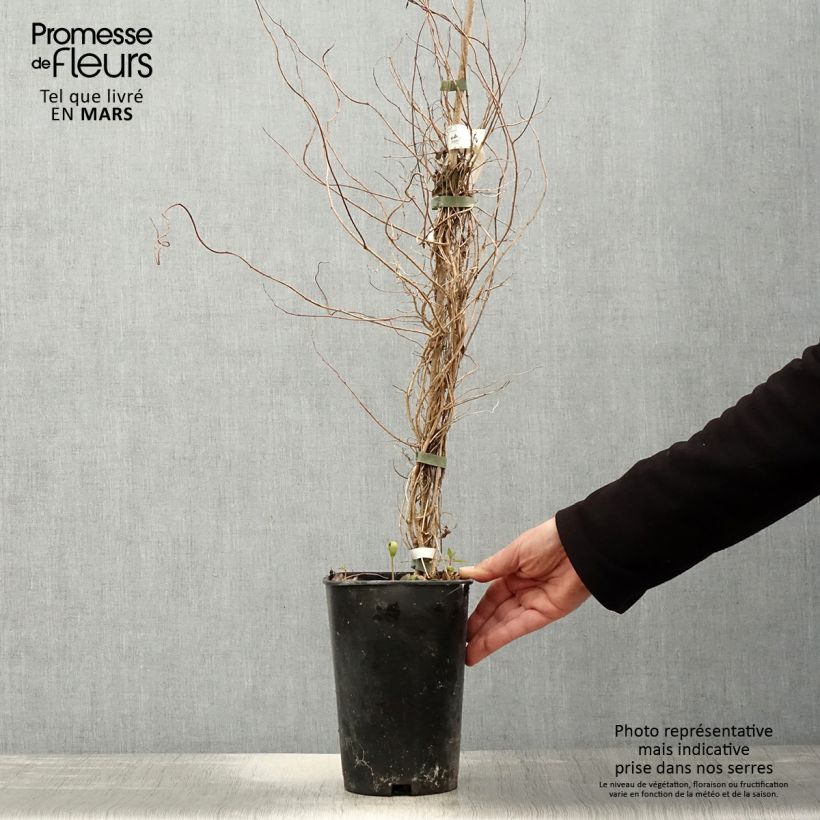 Example of Sollya heterophylla blanc Alba Pot de 3L/4L as you get in printemps