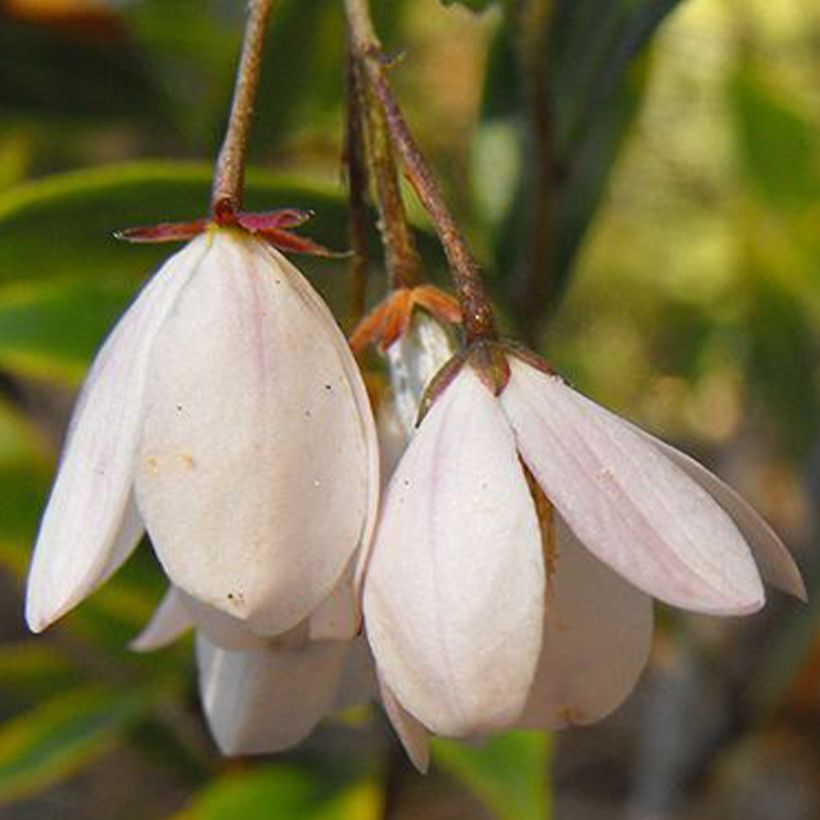 Sollya heterophylla blanc Alba (Flowering)
