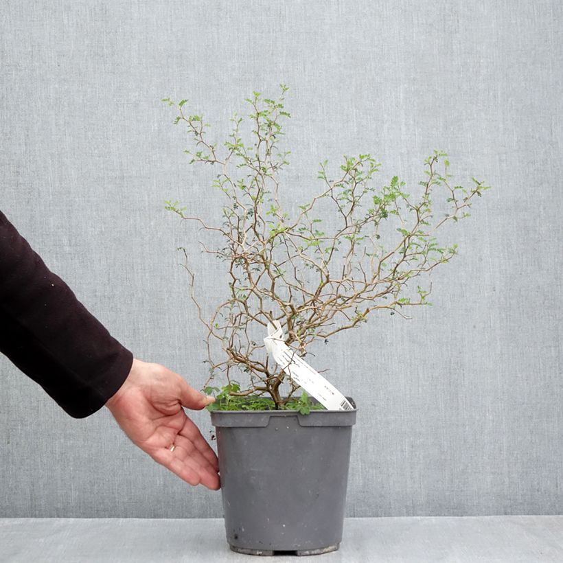 Spécimen de Sophora nain Little Baby Pot de 3L/4L tel que livré en automne