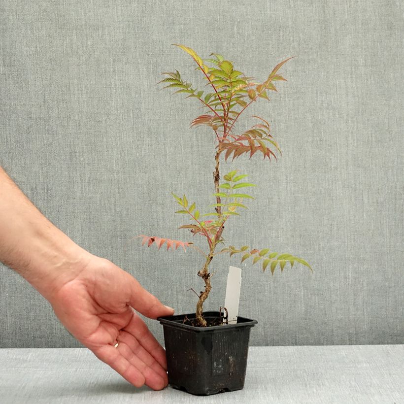 Spécimen de Sorbaria sorbifolia Sem- Fausse spirée à feuilles de sorbier Godet de 8/9 cm tel que livré au printemps