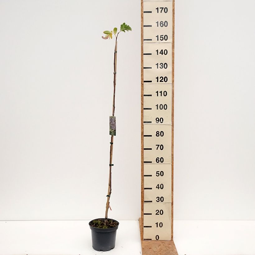 Example of Sorbier Black Ruby - Sorbus Czarne Rubiny Pot de 4L/5L as you get in automne