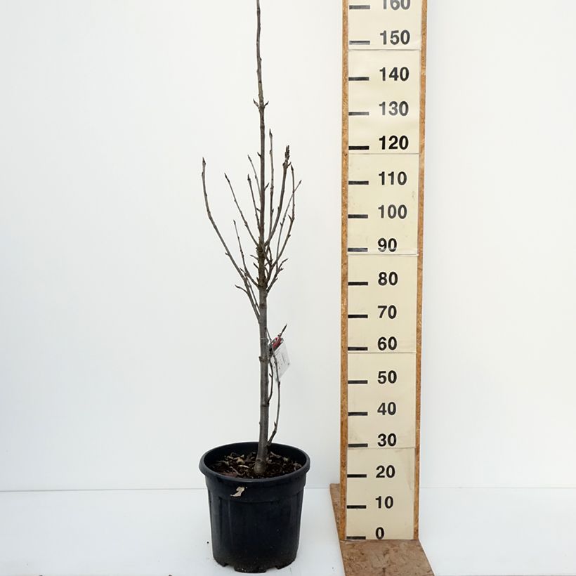 Example of Sorbier des oiseleurs Fastigiata - Sorbus aucuparia Pot de 20L/25L as you get in hiver