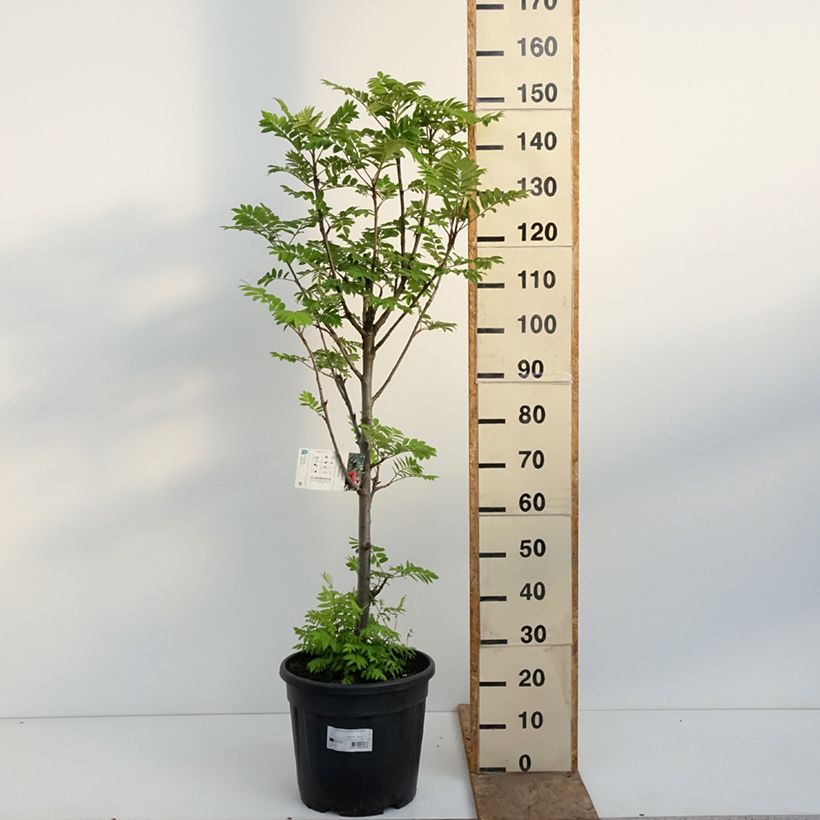 Spécimen de Sorbier des oiseleurs Fastigiata - Sorbus aucuparia Pot de 20L/25L tel que livré au printemps