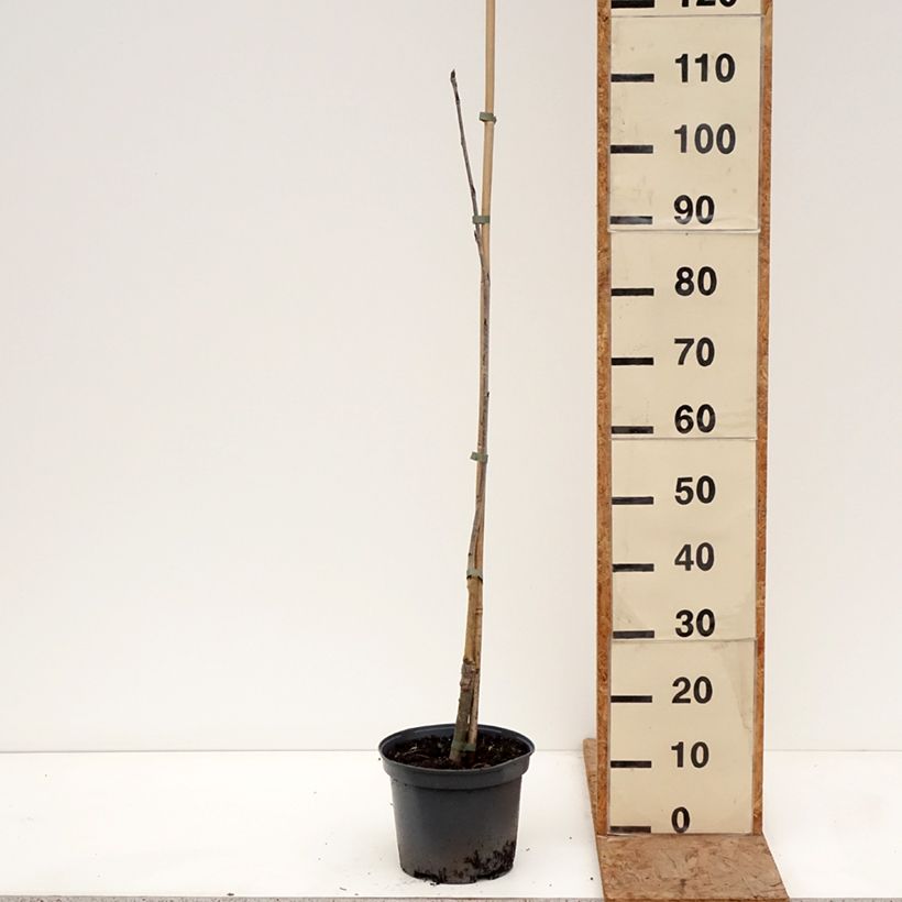 Example of Sorbier des oiseleurs - Sorbus Alaja Krupnaja Pot de 4L/5L as you get in hiver