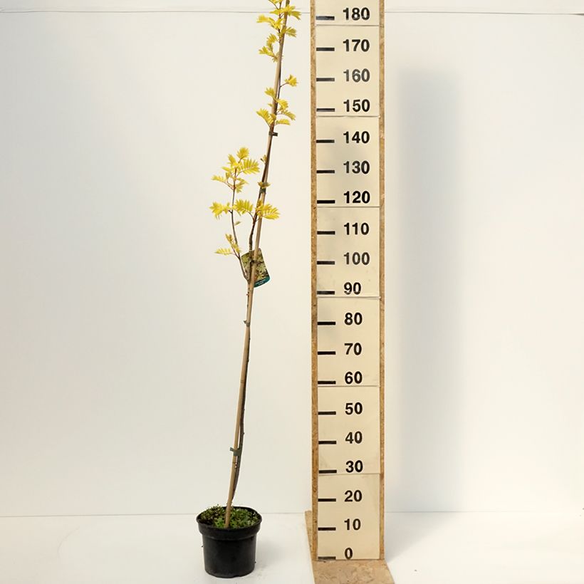 Spécimen de Sorbier des oiseleurs - Sorbus aucuparia Dirkenii Pot de 4L/5L tel que livré au printemps