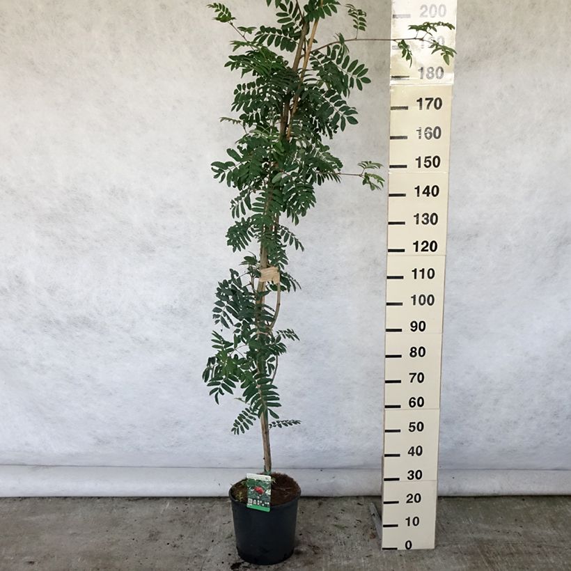 Spécimen de Sorbier des oiseleurs - Sorbus aucuparia Sheerwater Seedling Pot de 12L/15L, Baliveau tel que livré en été