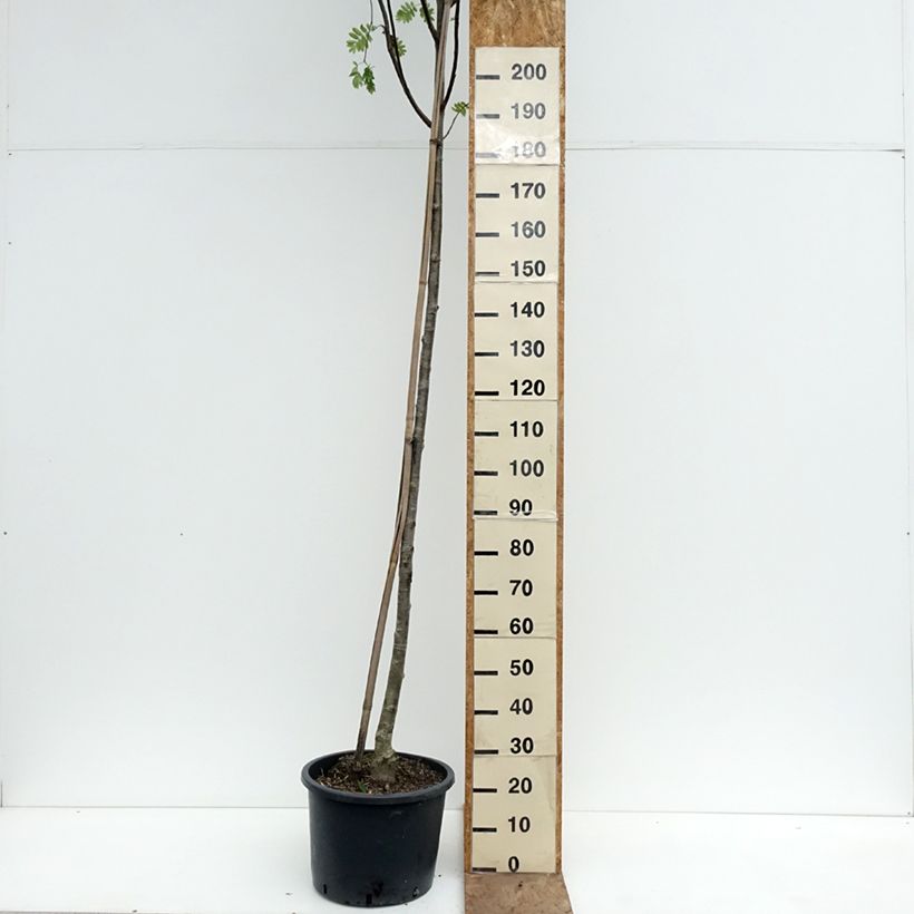 Spécimen de Sorbier des oiseleurs - Sorbus aucuparia Wettra Pot de 20L/25L tel que livré au printemps