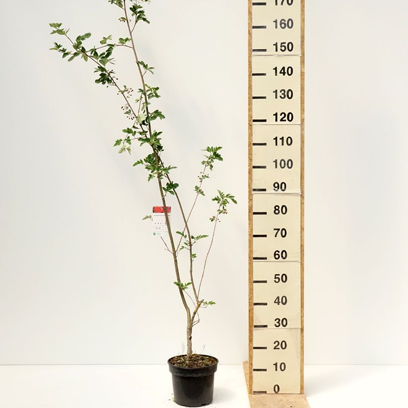Example of Sorbier hybride - Sorbocotoneaster pozdnjakovii Pot de 4L/5L as you get in printemps
