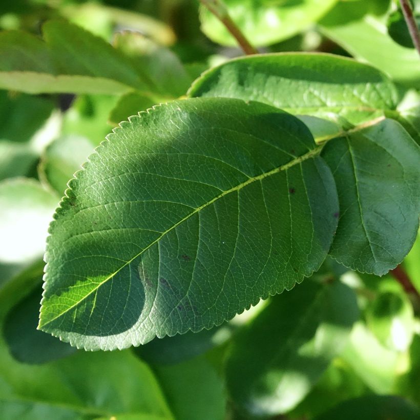 Sorbier hybride - Sorbus Burka (Feuillage)