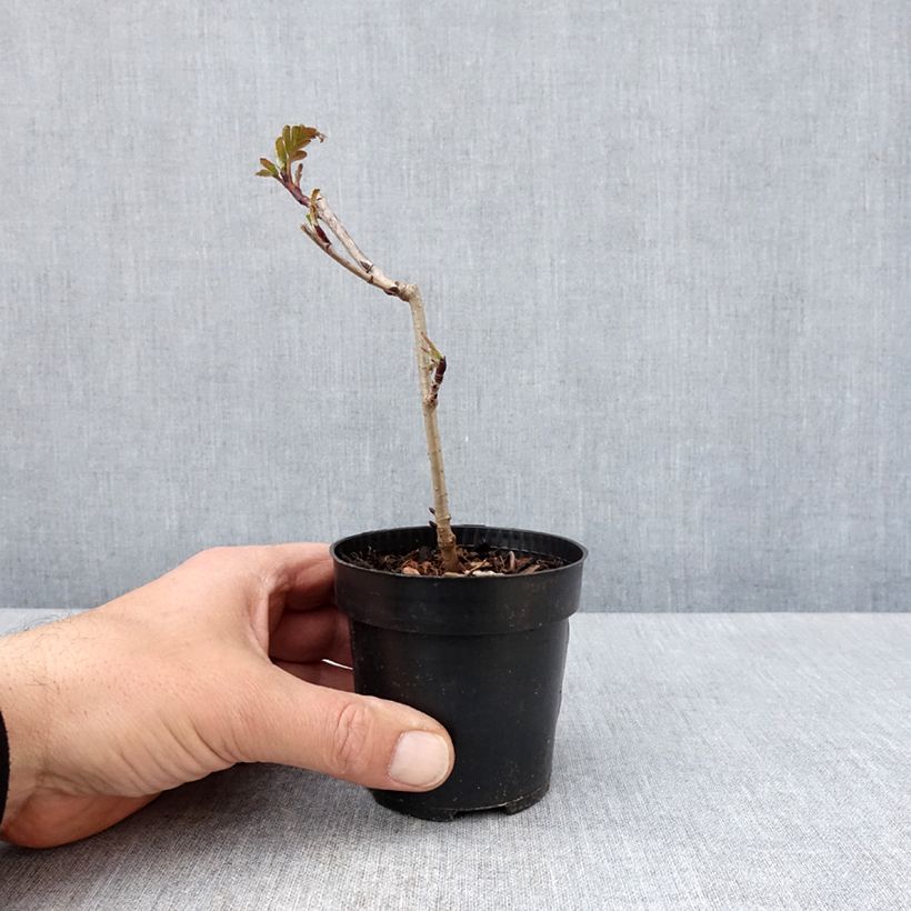 Spécimen de Sorbier hybride - Sorbus Burka Godet de 8/9 cm tel que livré au printemps