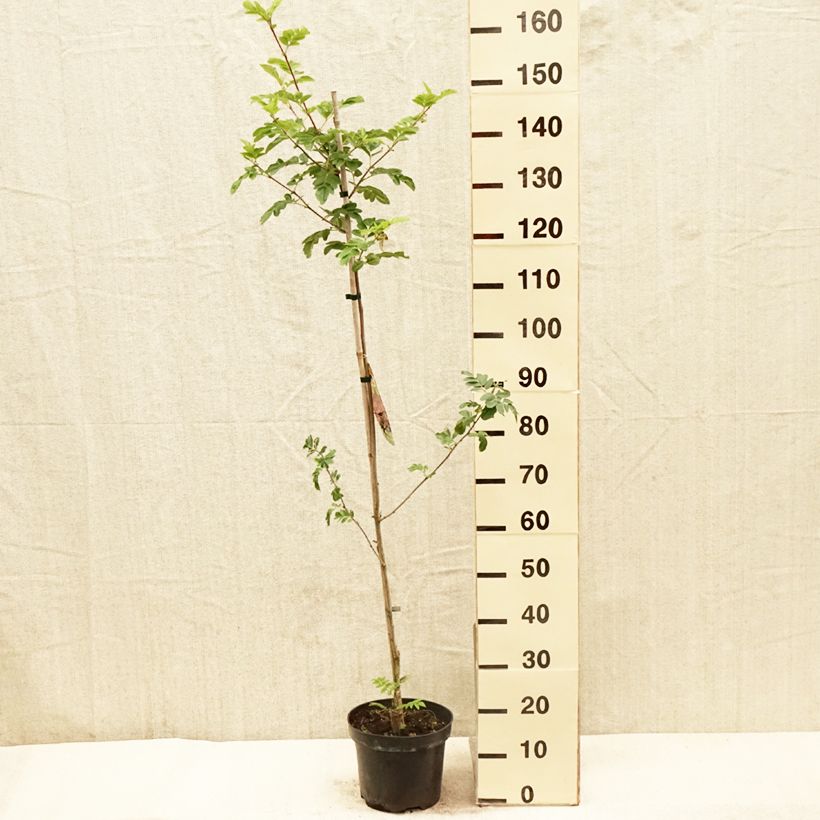 Example of Sorbier hybride - Sorbus Grananatnaja (Granatnaja) Pot de 4L/5L as you get in printemps