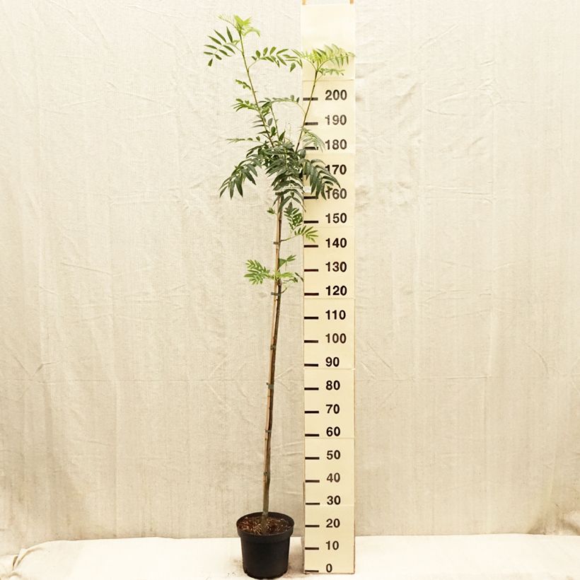 Example of Sorbier - Sorbus commixta Dodong (Olympic Flame) Pot de 7,5L/10L, Baliveau as you get in printemps