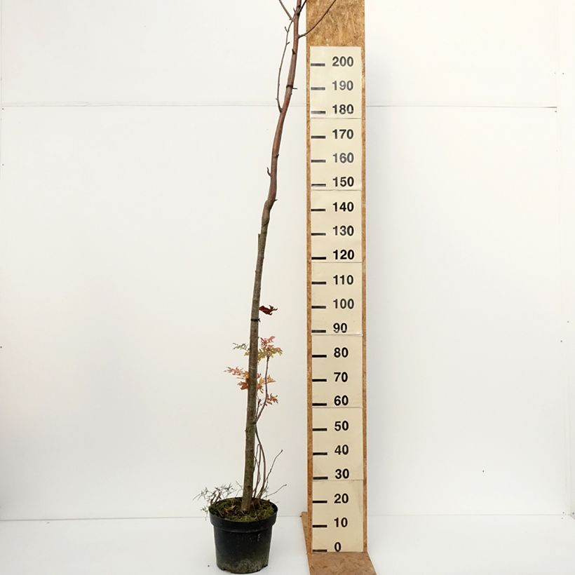 Spécimen de Sorbier -Sorbus filipes Pot de 4L/5L, Tige tel que livré en automne