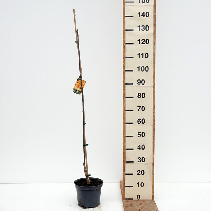 Example of Sorbier - Sorbus x arnoldiana Copper Glow Pot de 4L/5L as you get in hiver