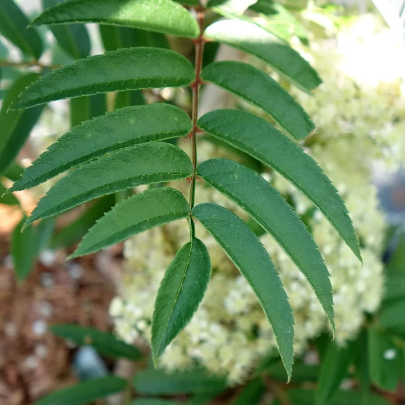 Sorbus aucuparia Autumn Spire - Sorbier des oiseleurs (Foliage)