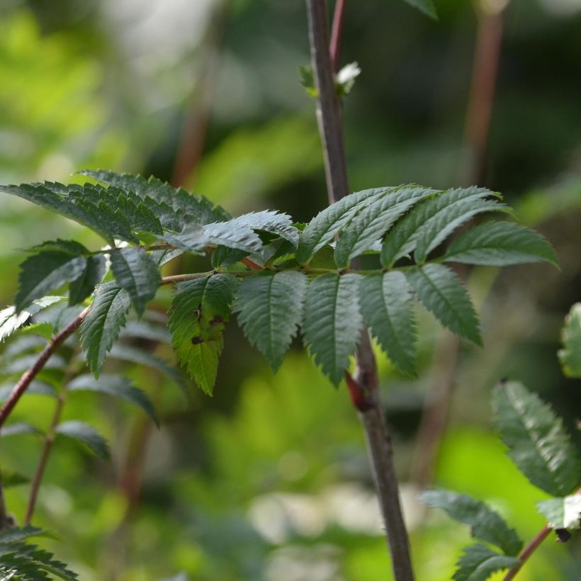 Sorbus aucuparia - Sorbier des oiseleurs (Foliage)