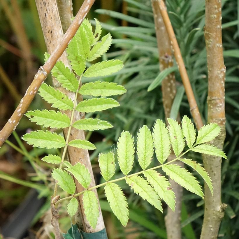 Sorbus matsumurana - Sorbier (Foliage)