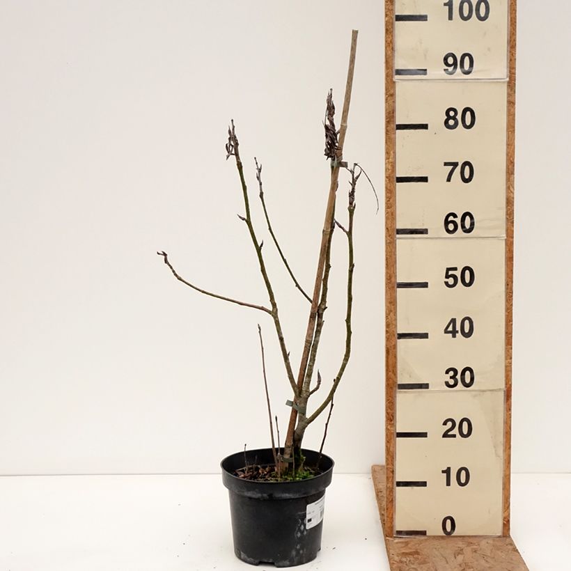 Example of Sorbus matsumurana - Sorbier Pot de 4L/5L, Tige as you get in hiver