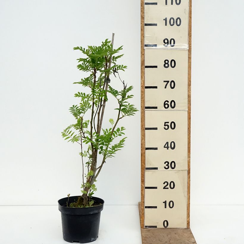 Spécimen de Sorbus matsumurana - Sorbier Pot de 4L/5L, Tige tel que livré au printemps