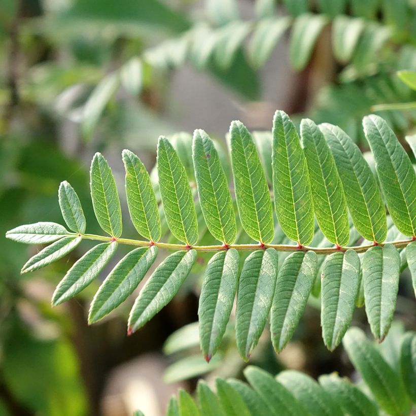 Sorbus scalaris - Sorbier à feuilles de fougère (Foliage)