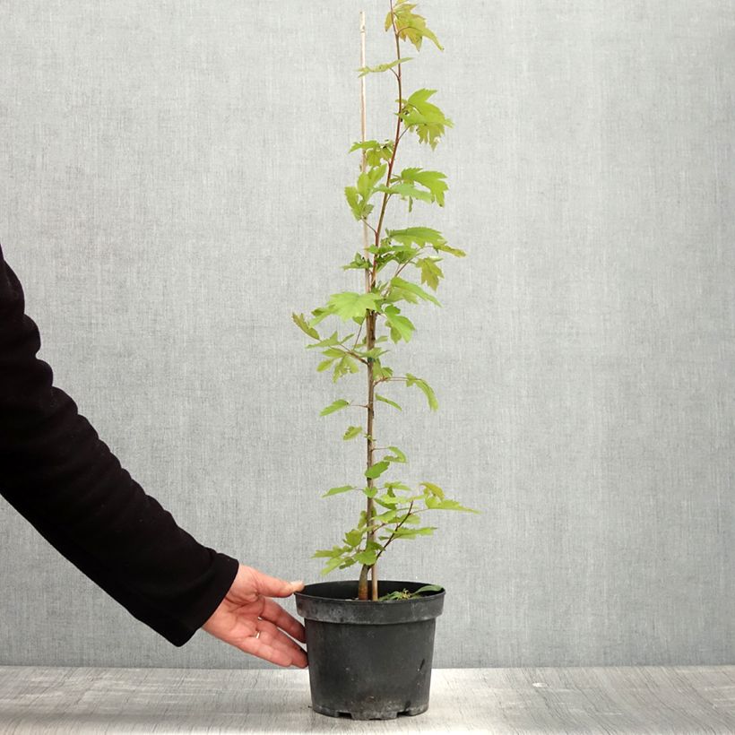 Example of Sorbus torminalis - Alisier des Bois Pot de 3L/4L as you get in printemps