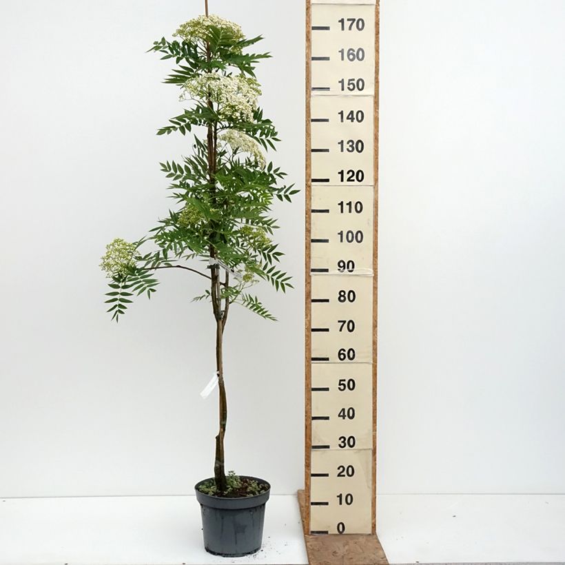Spécimen de Sorbus wilfordii - Sorbier du Japon Pot de 7,5L/10L tel que livré au printemps