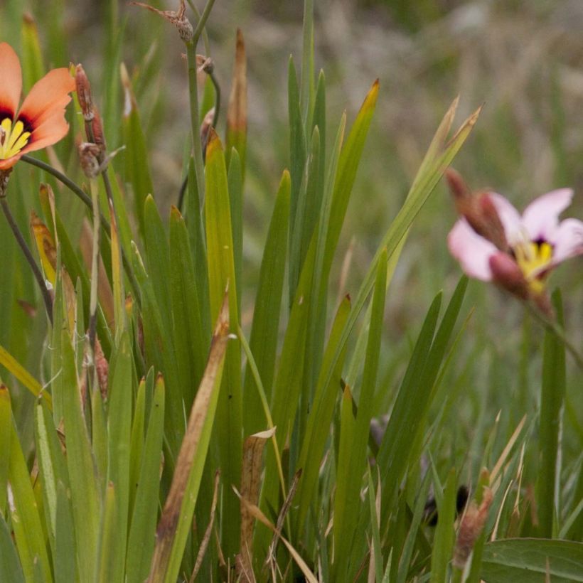 Sparaxis tricolor - Fleur arlequin (Foliage)