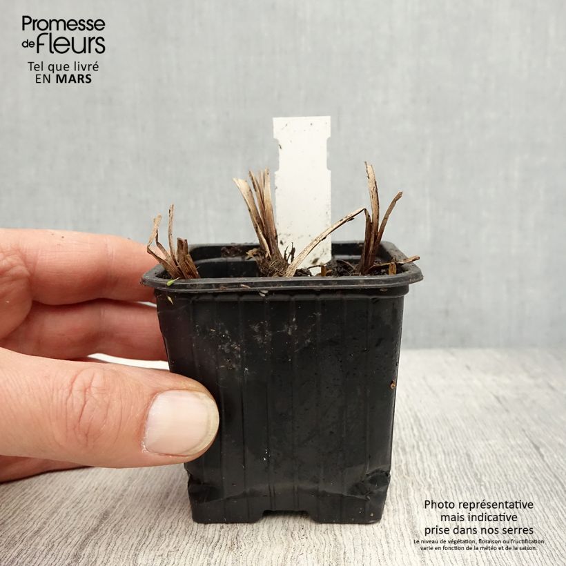 Spécimen de Sparganium erectum (= ramosum) - Ruban d'eau, Rubannier dressé  Godet de 8/9 cm tel que livré au printemps