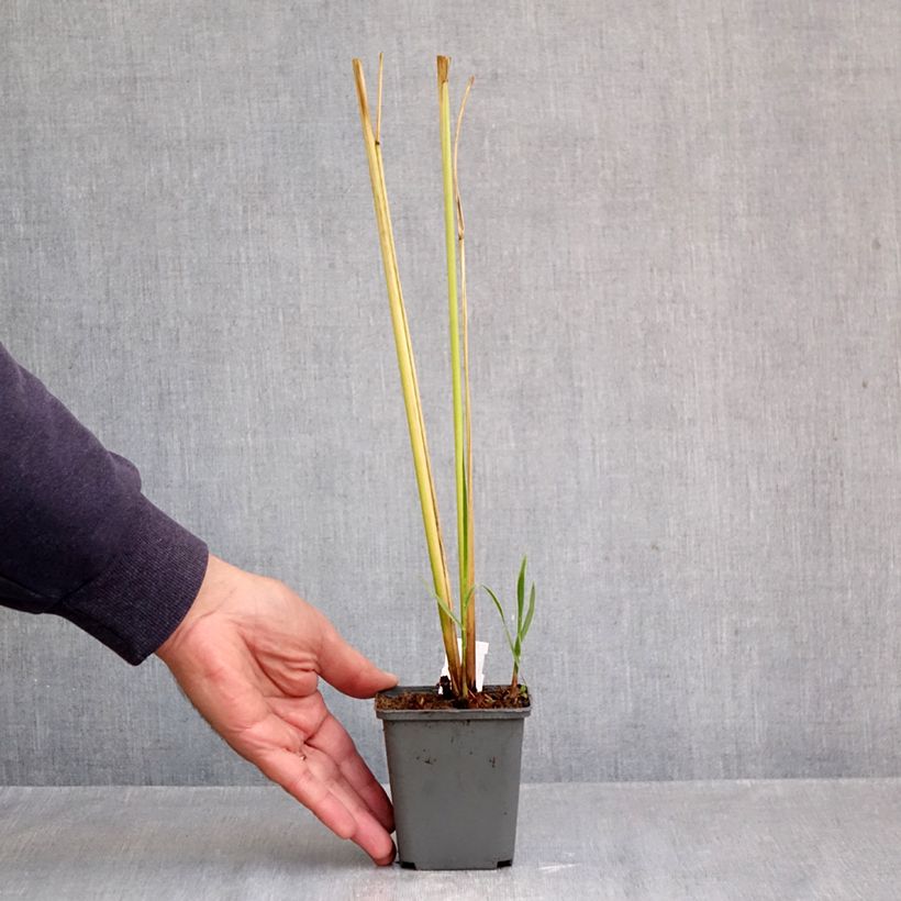 Spécimen de Spartina pectinata Aureomarginata - Spartine pectinée panachée Godet de 8/9 cm tel que livré en automne