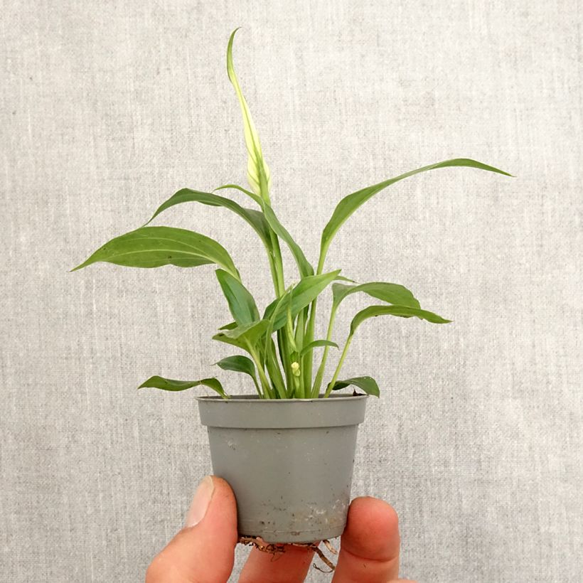 Example of Spathiphyllum Tanni Mini-plante as you get in printemps
