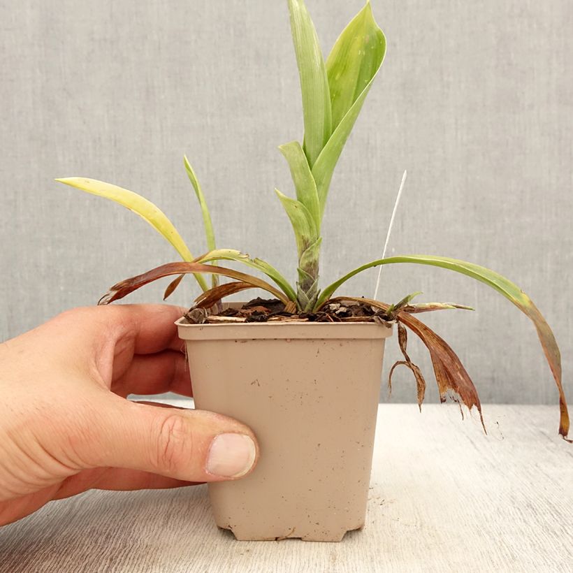 Spécimen de Speirantha convallarioides - Muguet de Chine Godet de 8/9 cm tel que livré au printemps