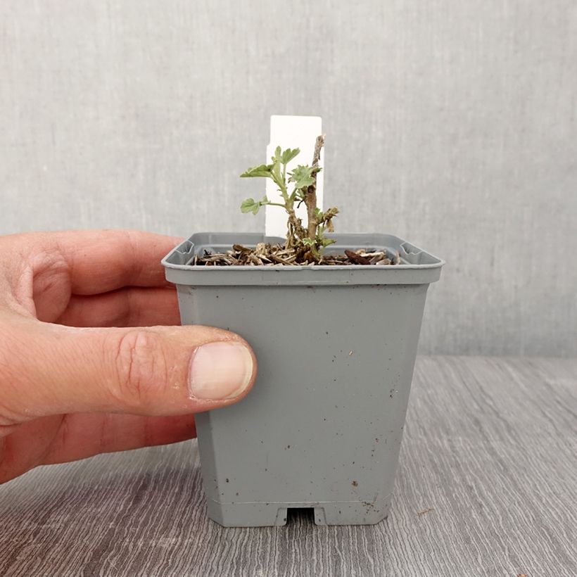 Spécimen de Sphaeralcea hybride Charmeuse - Mauve du Désert Godet de 8/9 cm tel que livré au printemps