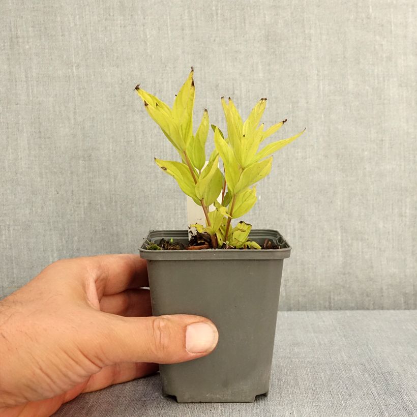 Spécimen de Spigelia marilandica Little Red Head - Spigélie du Maryland Godet de 8/9 cm tel que livré en été