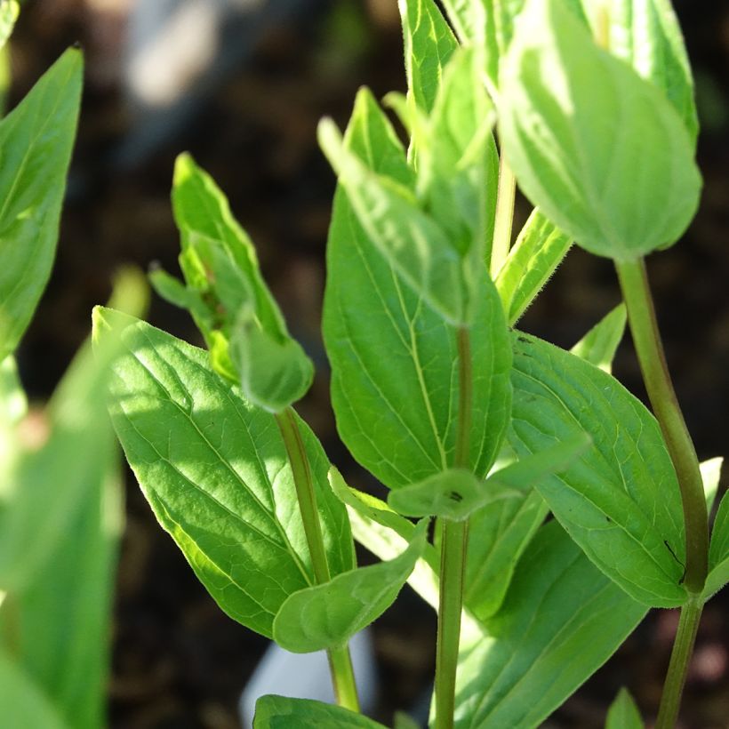 Spigelia marilandica - Spigélie du Maryland (Feuillage)