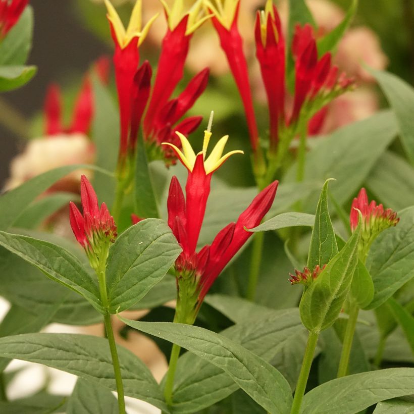 Spigelia marilandica - Spigélie du Maryland (Floraison)