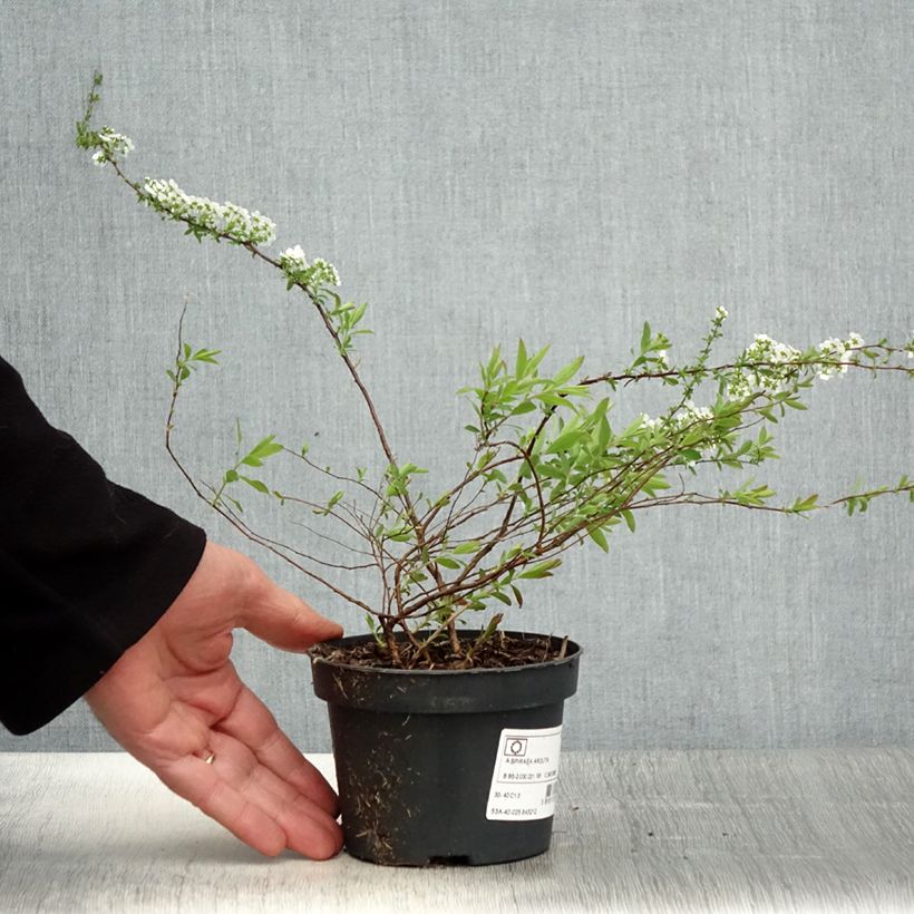Example of Spiraea arguta - Spirée blanche Pot de 1L/1,5L as you get in printemps