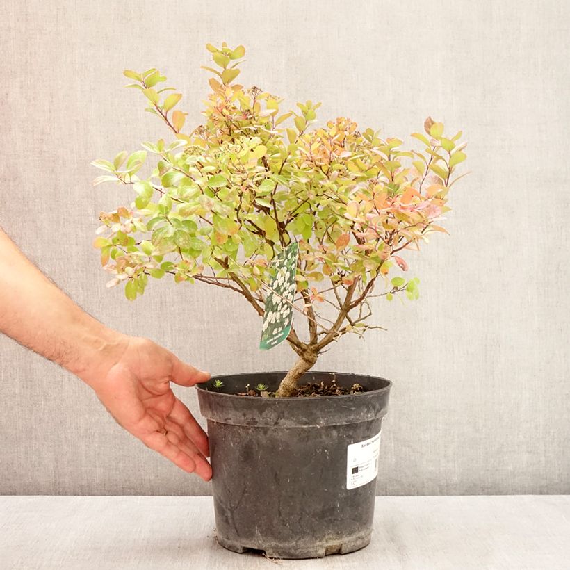 Spécimen de Spiraea betulifolia Island - Spirée à feuilles de bouleau Pot de 2L/3L tel que livré en été