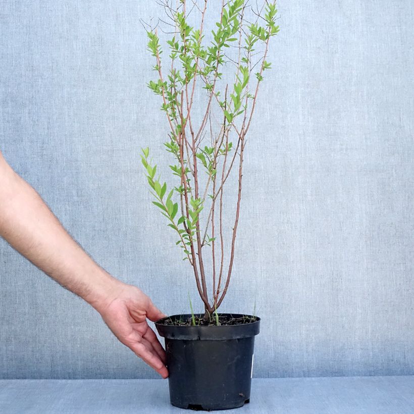 Spécimen de Spiraea billardii - Spirée Pot de 3L/4L tel que livré en été