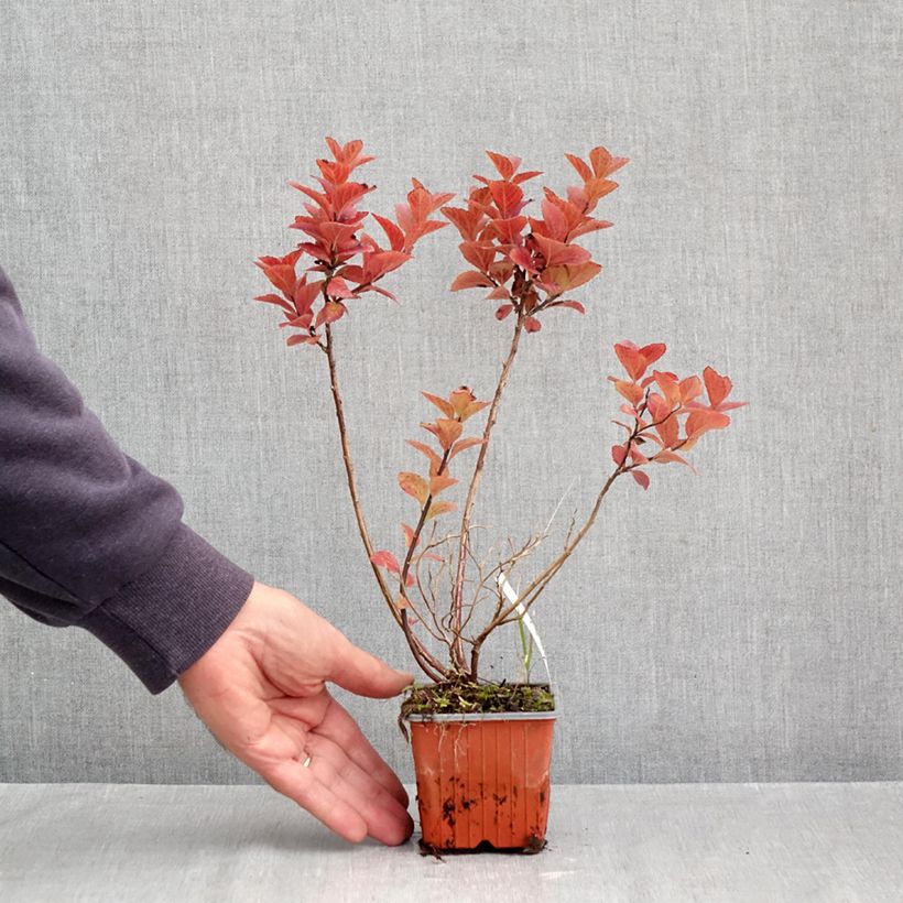 Spécimen de Spiraea densiflora (= splendens) - Spirée à fleurs denses Godet de 8/9 cm tel que livré en automne