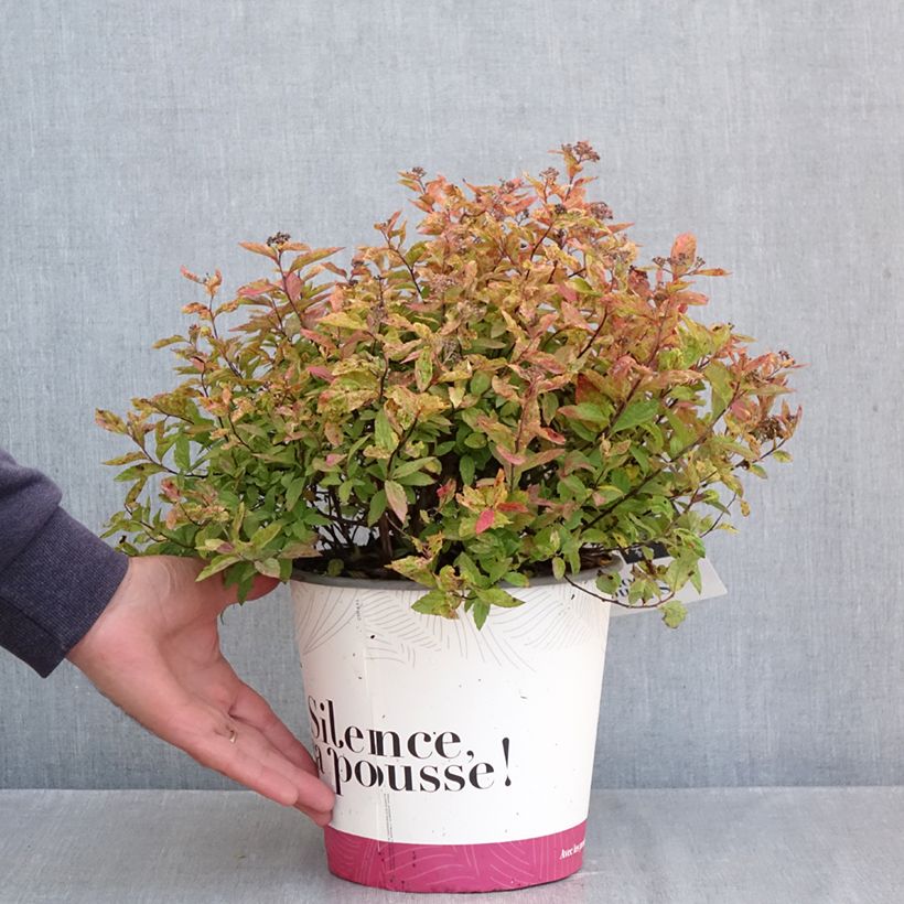 Spécimen de Spiraea japonica Little Flame - Spirée japonaise Pot de 2L/3L tel que livré en automne