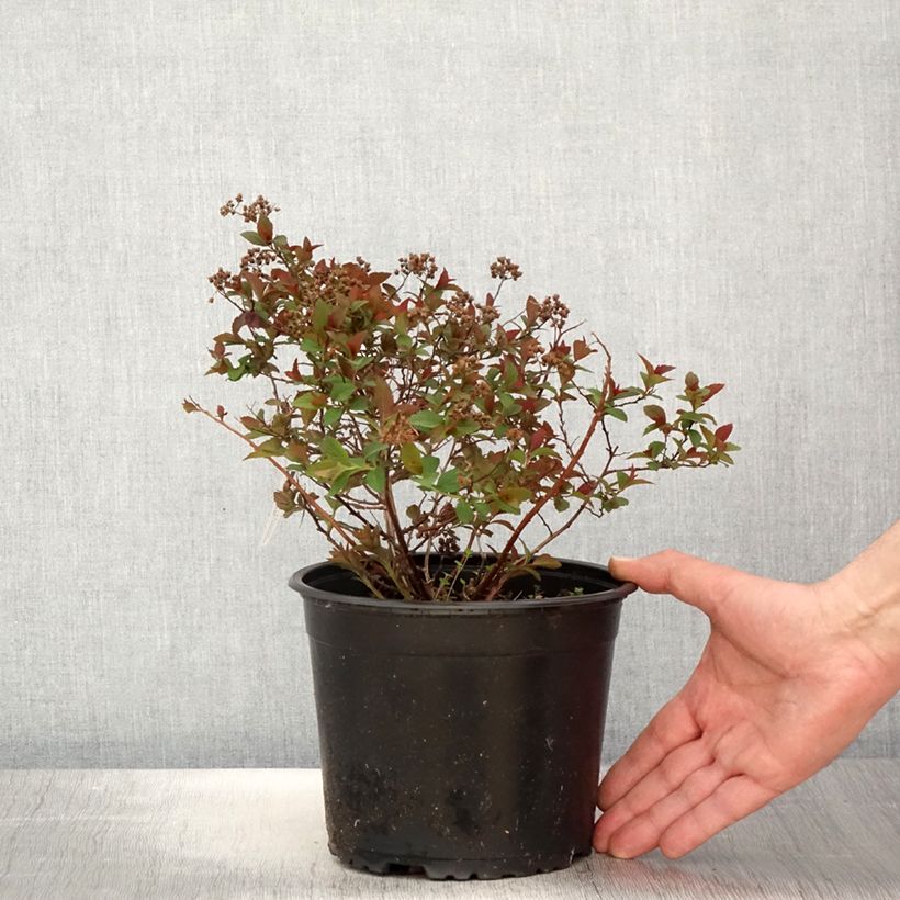 Spécimen de Spiraea japonica Merlo Green - Spirée japonaise Pot de 2L/3L tel que livré au printemps
