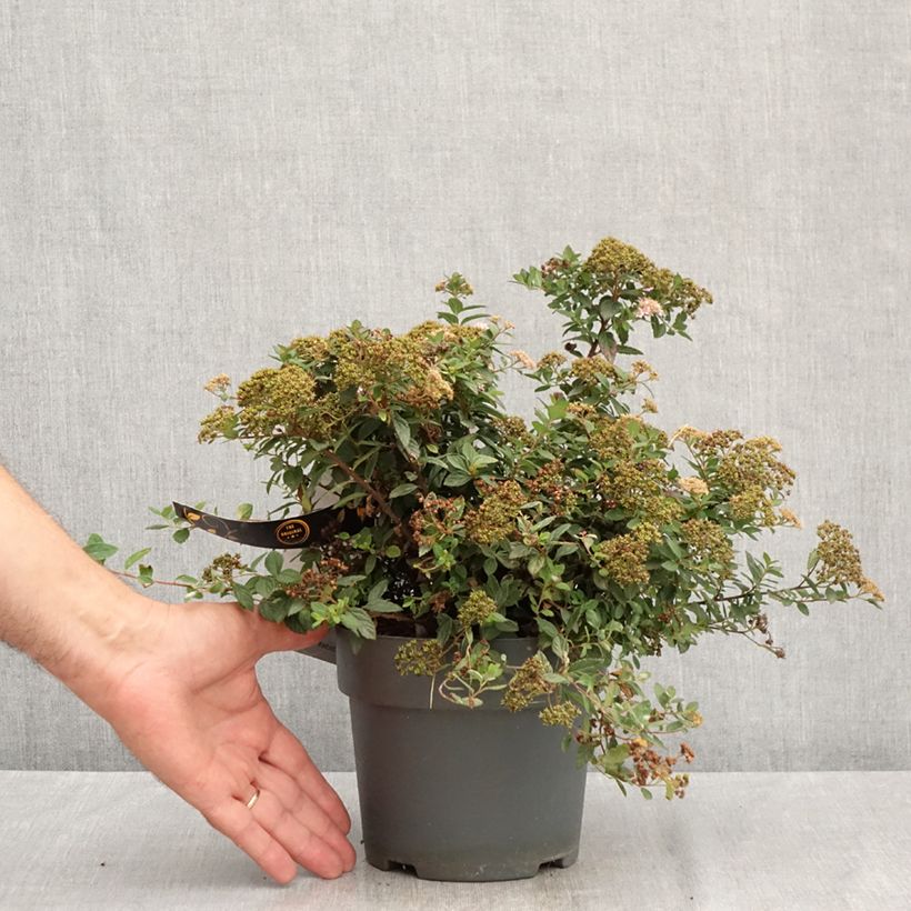 Spécimen de Spiraea japonica Odessa - Spirée japonaise Pot de 2L/3L tel que livré en été