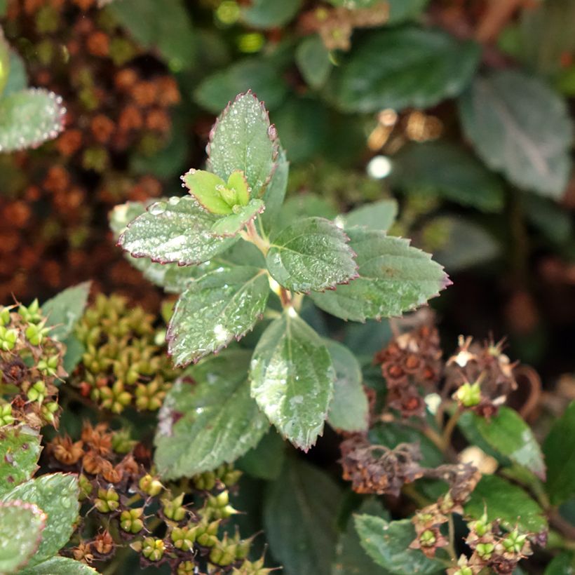 Spiraea japonica Odessa - Spirée japonaise (Foliage)