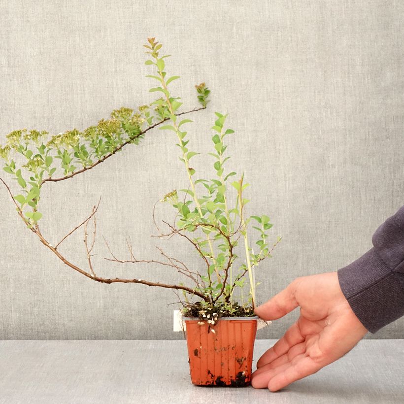 Example of Spiraea nipponica June Bride - Spirée japonaise Godet de 8/9 cm as you get in printemps